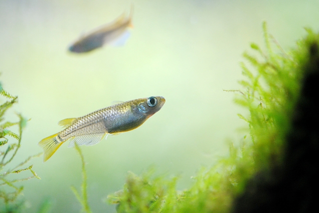 水草の茂みを泳ぐ2匹のメダカと緑色の水草の風景
