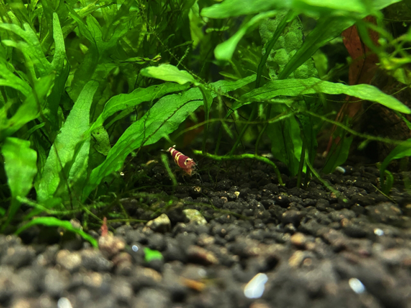 水草の茂みとソイルの上にいる赤白模様の観賞用エビ