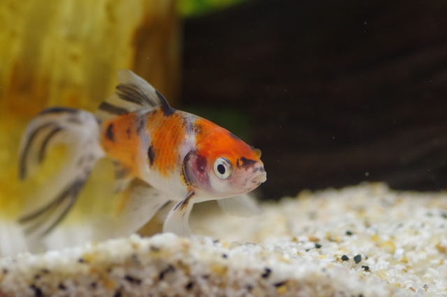 砂利の上を泳ぐ赤と黒の斑点模様がある金魚