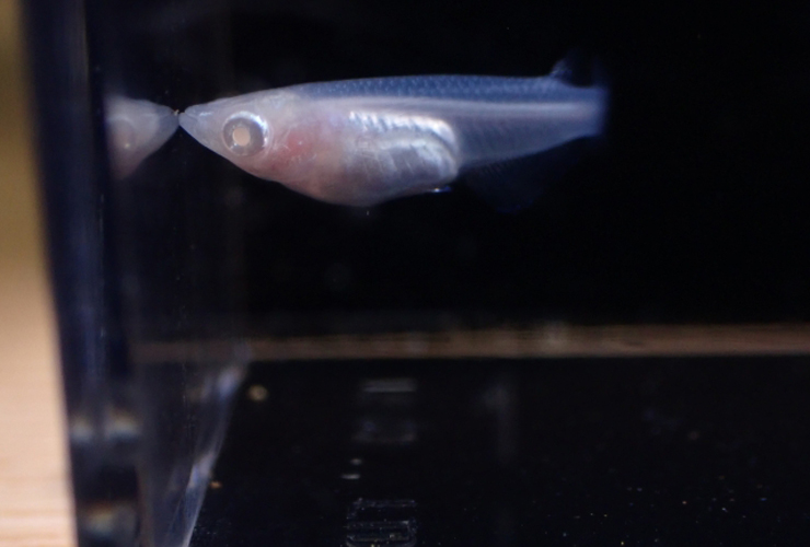 黒い背景の水槽内を泳ぐ白いメダカの横顔