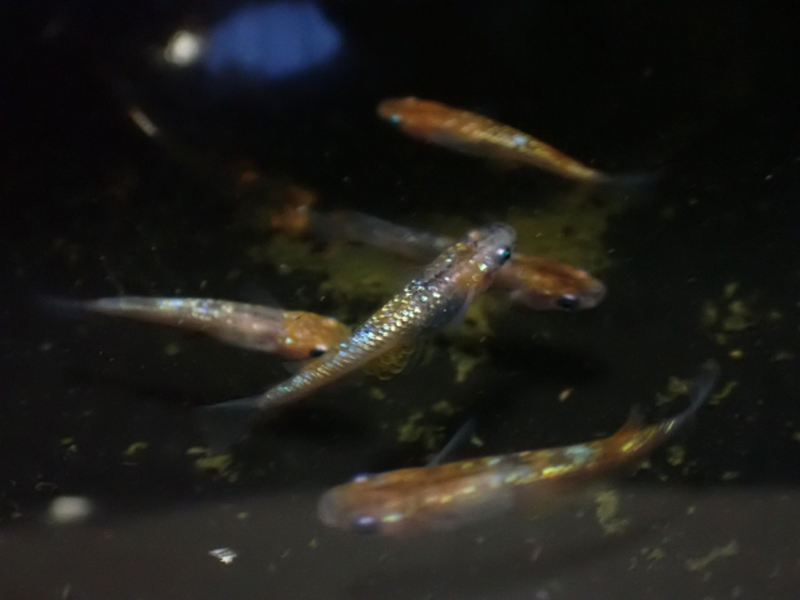 黒い容器の水面付近を泳ぐ数匹のメダカの群れ