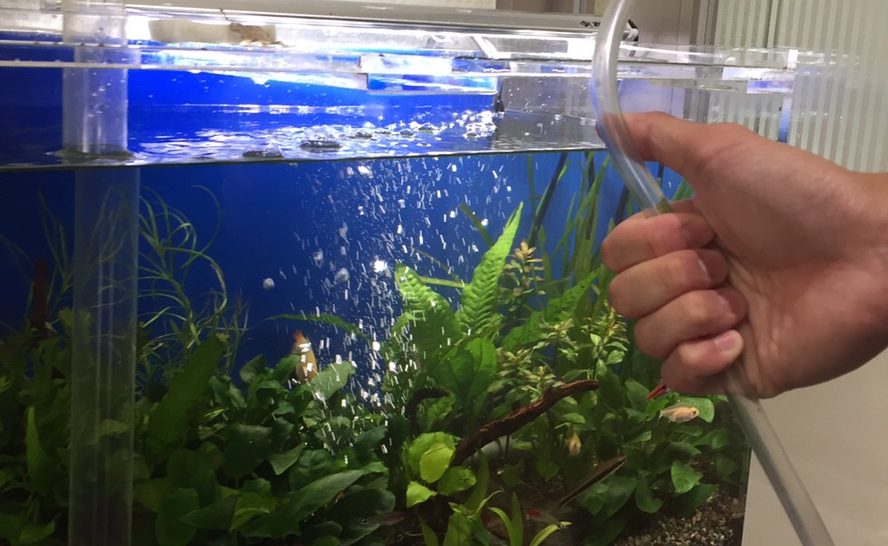 水草水槽のホースを持つ手とエアレーションの気泡