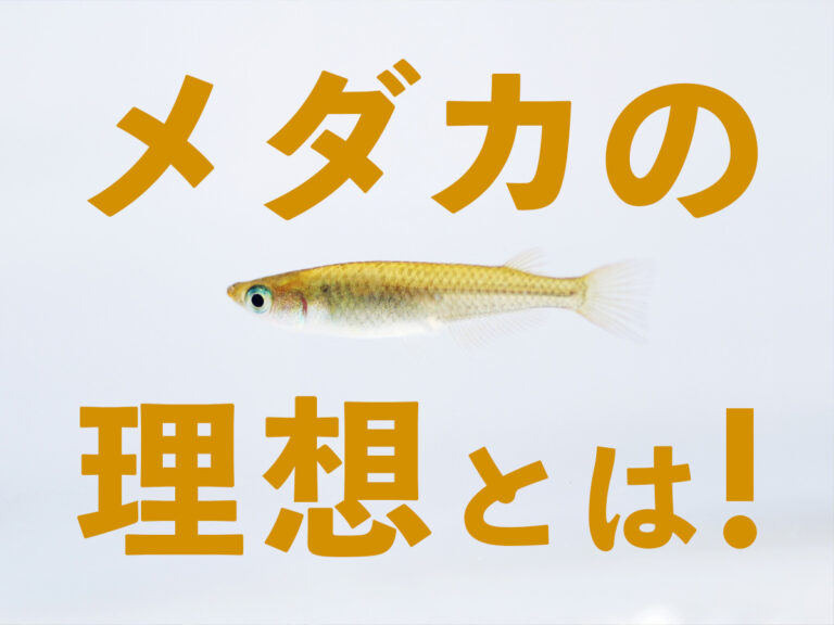 メダカの理想とは！体型・飼育環境などメダカにとっての最適を考えるのサムネイル画像