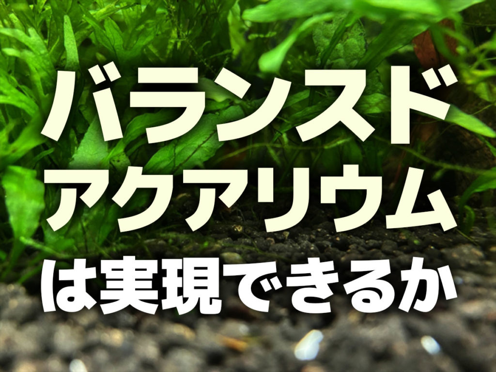 バランスドアクアリウムとは!掃除無しで飼育は可能?必要な物などを紹介のサムネイル画像