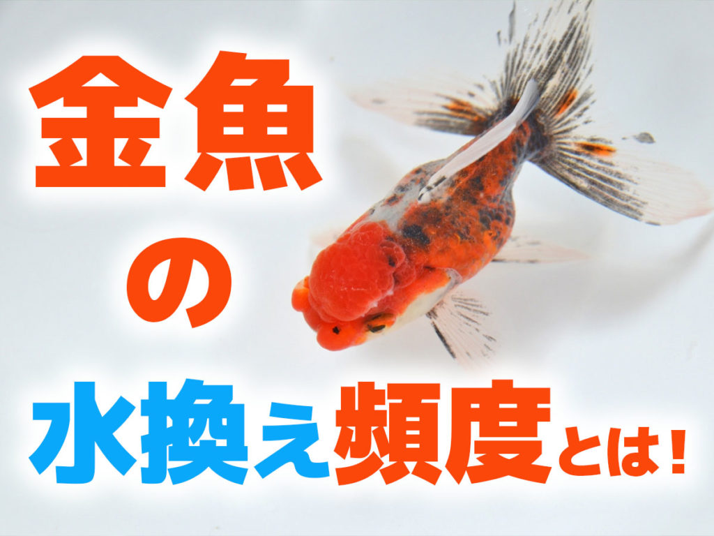 金魚の水換え頻度とは!飼育ケースごとの頻度と水換え後の餌についてのサムネイル画像