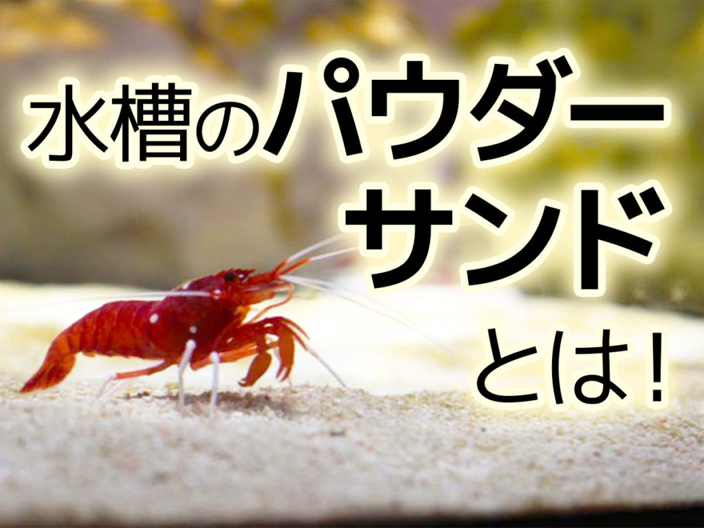 水槽のパウダーサンドとは！おすすめ7選とパウダーサンドの注意点のサムネイル画像