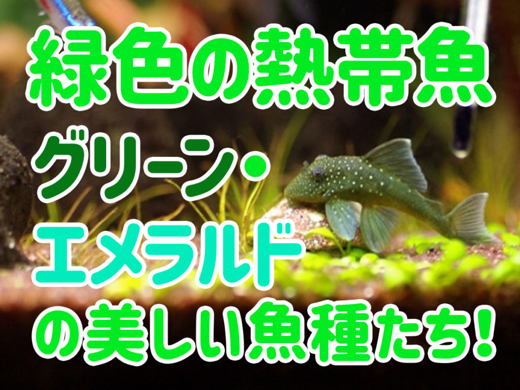 緑色の熱帯魚特集!グリーン・エメラルドカラーの美しい魚種10選のサムネイル画像