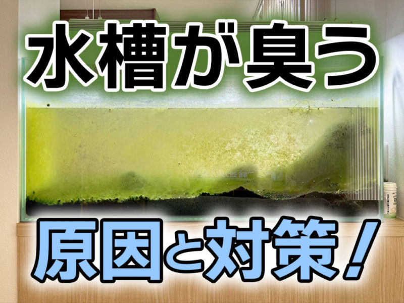水槽が臭う原因と対策の文字と苔で汚れた水槽の見出し画像
