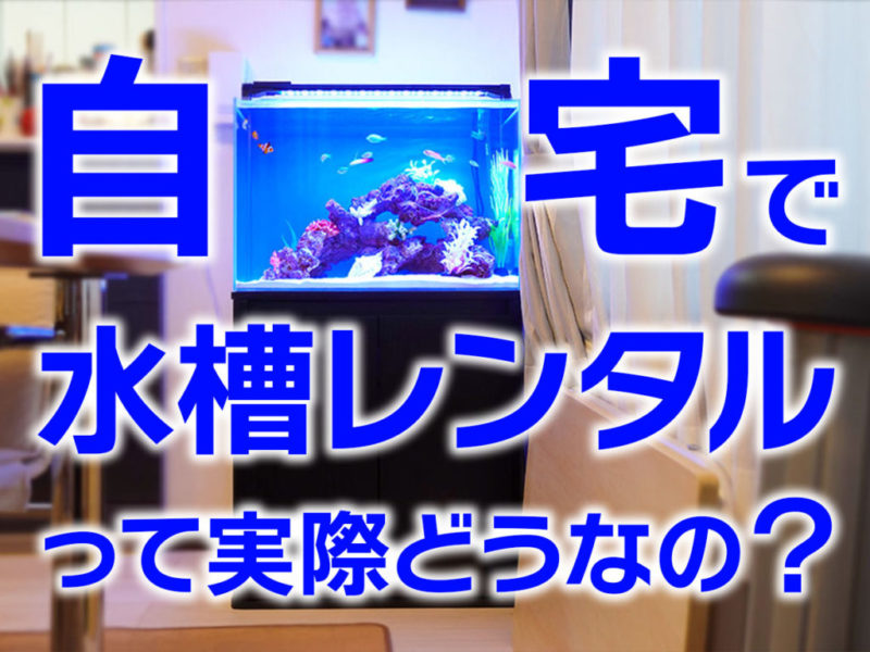 自宅で水槽レンタルって実際どうなの?の文字と海水魚水槽