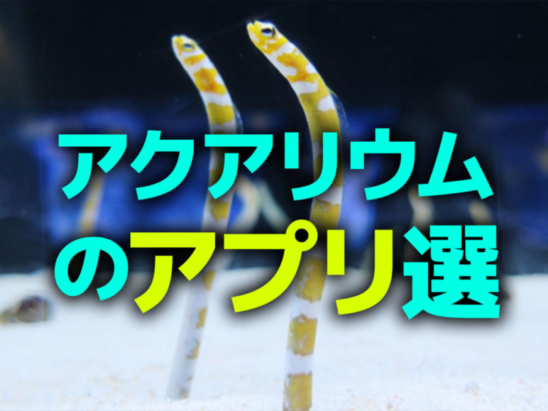 アクアリウムのアプリ選の見出し画像と砂から出るチンアナゴ