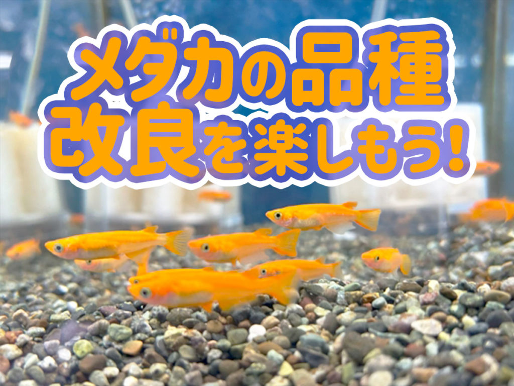 メダカの品種改良を楽しもう！改良の歴史や自宅でもできる改良方法とは！のサムネイル画像
