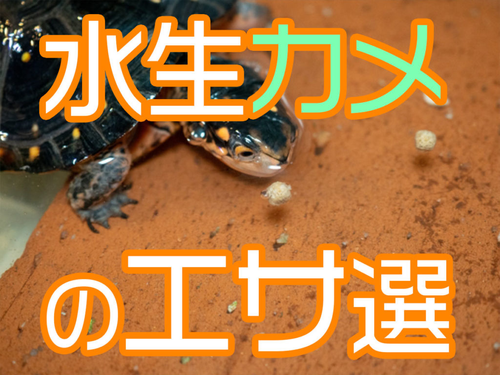 カメの餌おすすめ10選！水生カメの食いつきが良い餌・栄養が良い餌のサムネイル画像