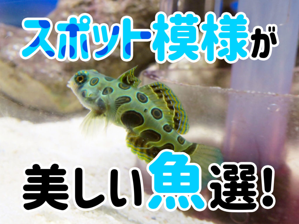 スポット模様が美しい魚10選!個性的でかわいい熱帯魚を紹介しますのサムネイル画像