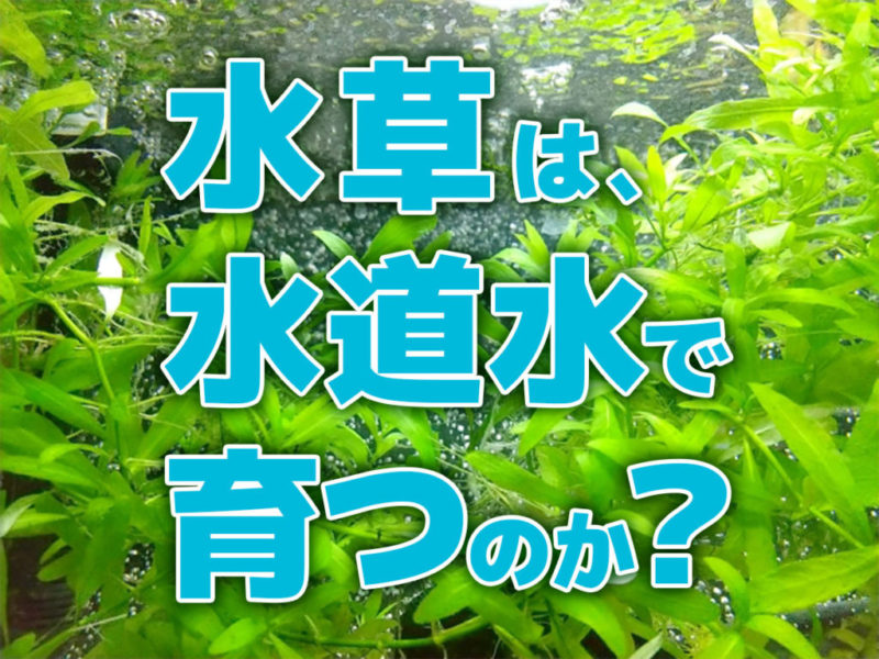 水草は水道水で育つのか？の文字と水槽内の水草の見出し画像