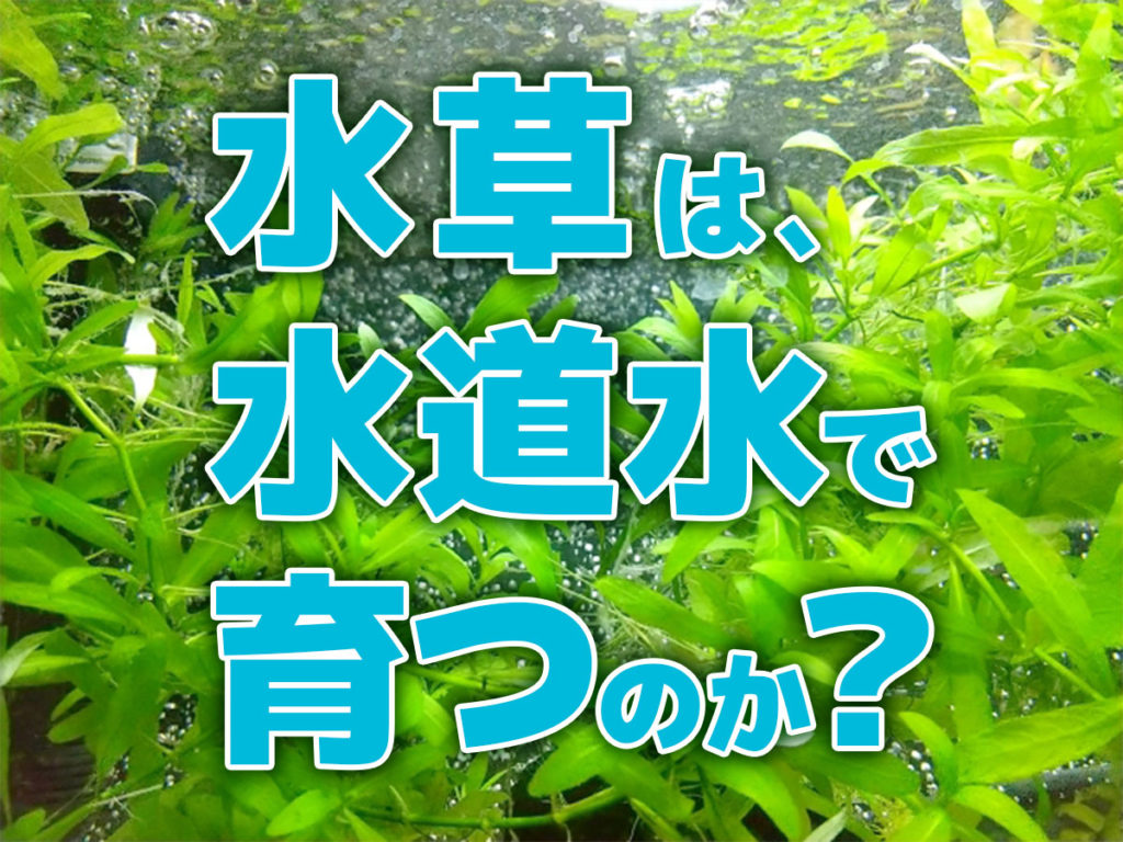 水草は水道水で育つのか?水道水を使う際の注意点と水草に向く水質のサムネイル画像