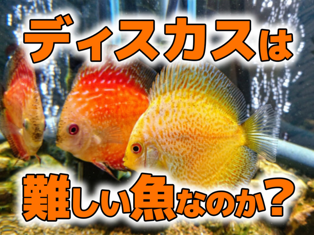 ディスカスは難しい魚なのか?理由とより良く飼育する方法を解説のサムネイル画像