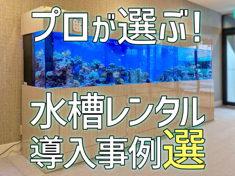 プロが選ぶ水槽レンタル導入事例選の見出し画像