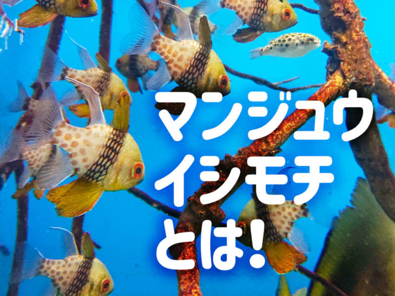 マンジュウイシモチとは！いちごパンツの可愛い海水魚！特徴と飼育法