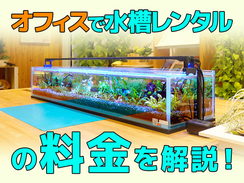 オフィスで水槽レンタルの料金を解説!内訳や金額、無料レンタルする方法のサムネイル画像