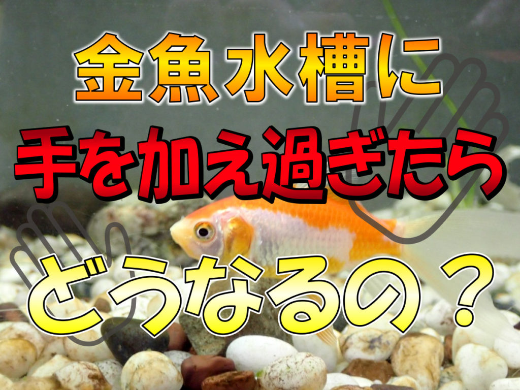 金魚水槽に手を加え過ぎたらどうなるの？頻繁に行って良い・悪いこと3個のサムネイル画像