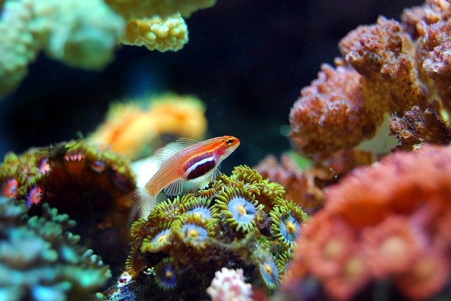 サンゴの上に静止する赤色の小型海水魚とマメスナギンチャク
