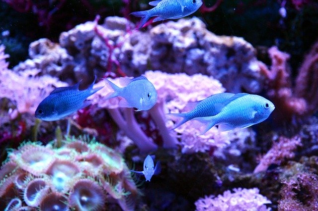 サンゴ礁を泳ぐ青い海水魚とピンク色のソフトコーラル