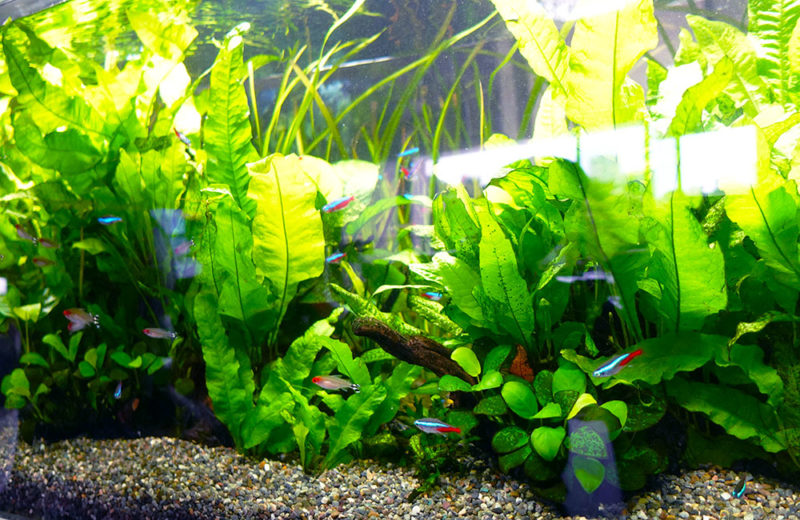 水草が茂る水槽内を泳ぐネオンテトラの仲間と小型魚