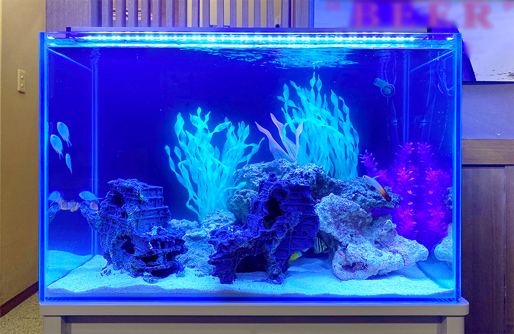 青い照明に照らされた沈没船と人工水草の海水魚水槽