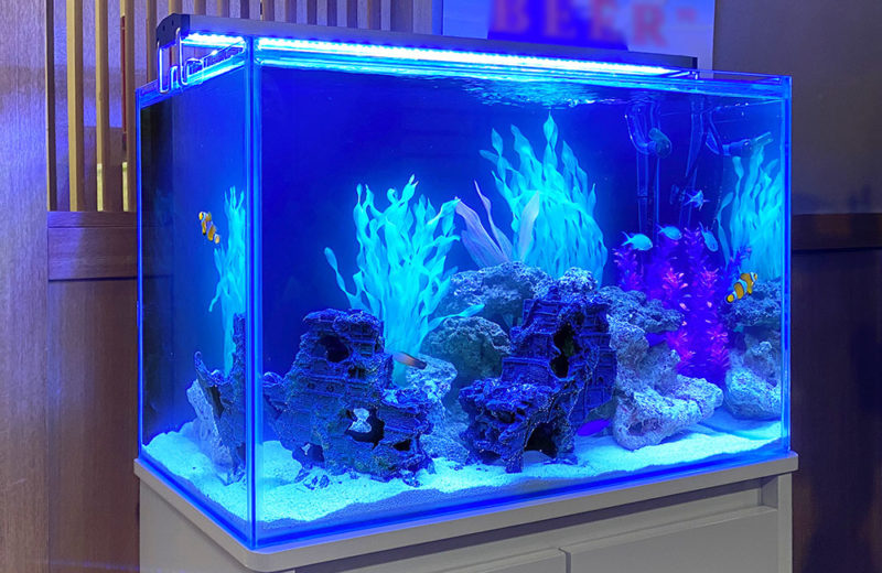 海水魚水槽を撮影レンタル!フジテレビ『奇跡体験!アンビリバボー』の60cm水槽 水槽画像2