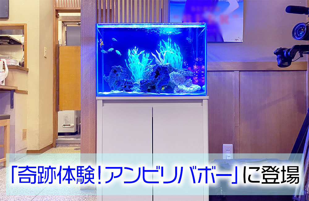 海水魚水槽を撮影レンタル!フジテレビ『奇跡体験!アンビリバボー』の60cm水槽