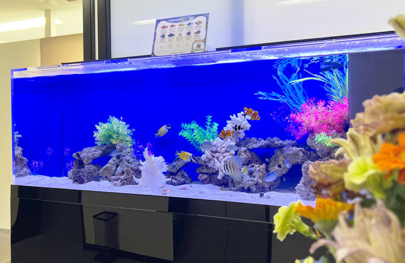 企業様のエレベーターホールに大型150cm海水魚水槽をレンタル! 水槽画像2