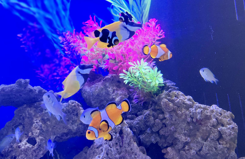 企業様のエレベーターホールに大型150cm海水魚水槽をレンタル! 水槽画像3