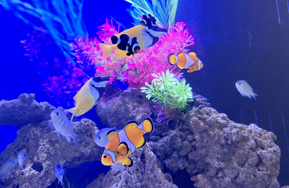 岩組と人工水草の海水槽を泳ぐクマノミと海水魚たち