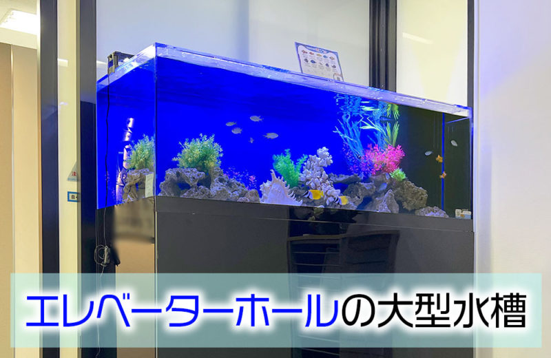企業様のエレベーターホールに大型150cm海水魚水槽をレンタル! 水槽画像1