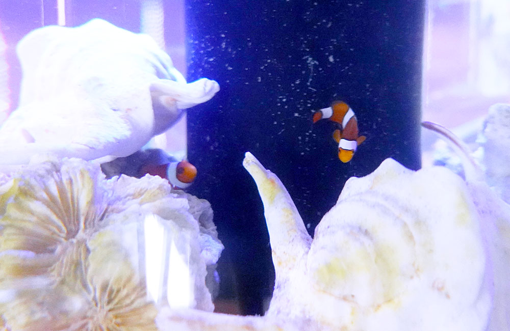 白い貝殻とクマノミの仲間が泳ぐ海水水槽内の一角