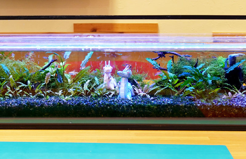 オフィスのミーティングルームに設置した淡水魚水槽!その後 水槽画像3