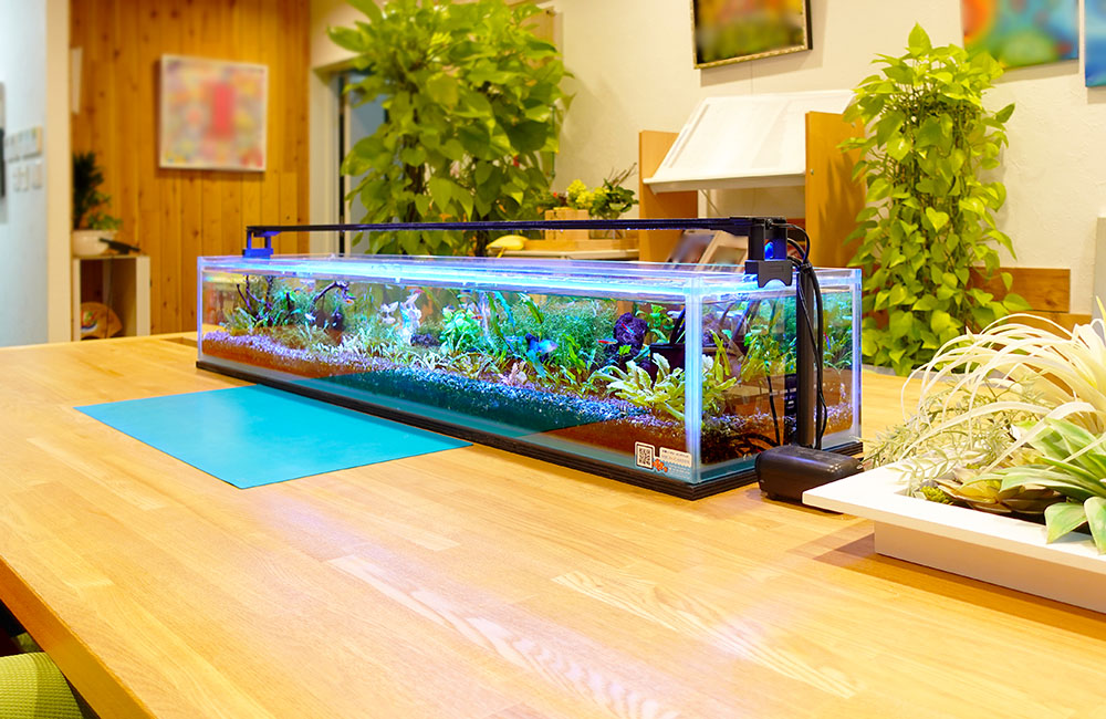 木製テーブルに置かれた横長の水草水槽と観葉植物