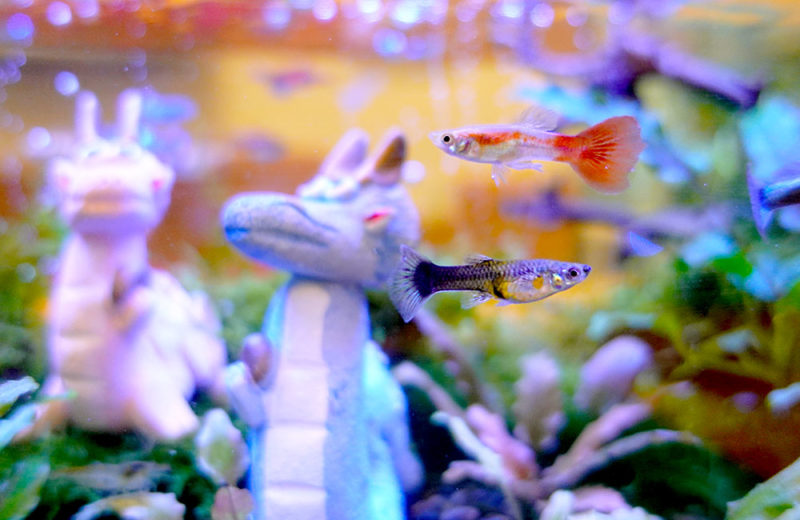 オフィスのミーティングルームに設置した淡水魚水槽!その後 水槽画像4