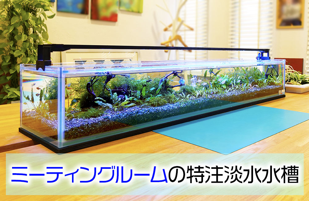 オフィスのミーティングルームに設置した淡水魚水槽！その後
