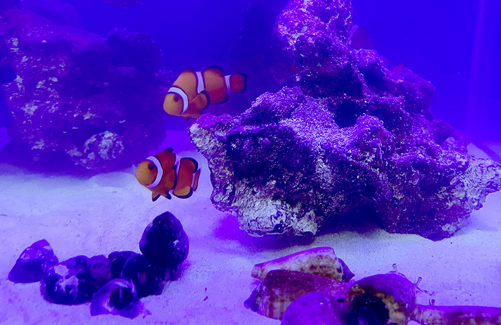 青い照明の水槽内を泳ぐ2匹のカクレクマノミとライブロック