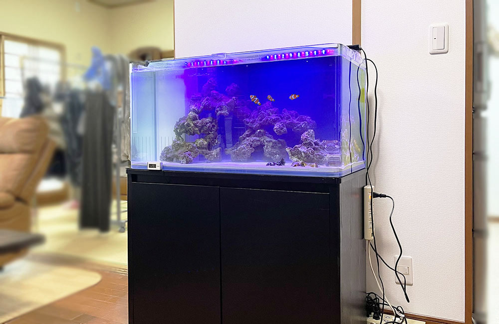 青い照明の海水魚水槽と黒い水槽台の設置風景