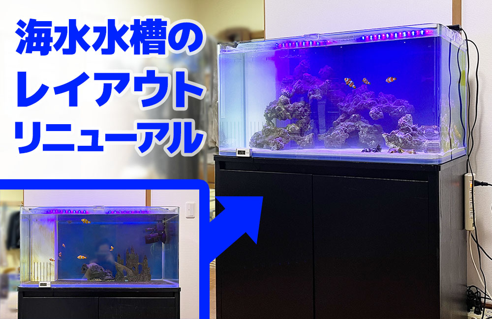 カクレクマノミの水槽をリニューアル！イソギンチャクも飼育予定です