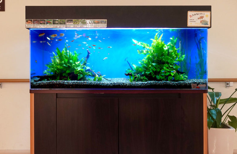 病院様の診察室前にある120cm淡水魚水槽メンテナンス事例・その後 水槽画像4
