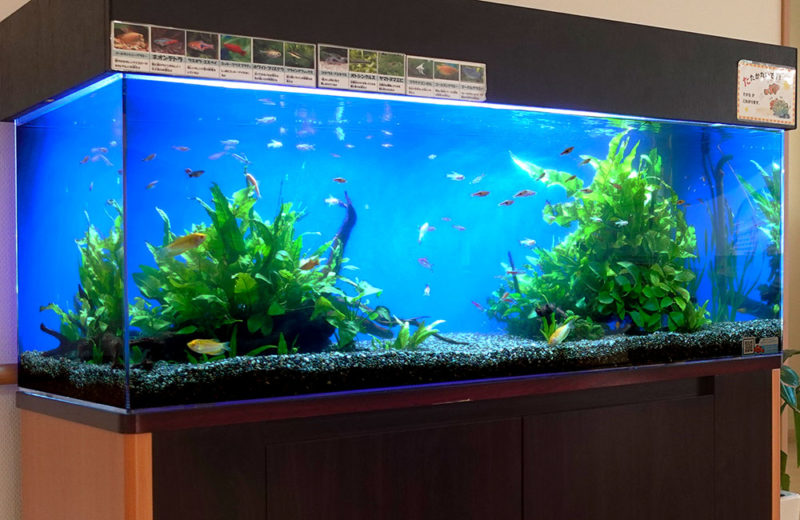 病院様の診察室前にある120cm淡水魚水槽メンテナンス事例・その後 水槽画像3