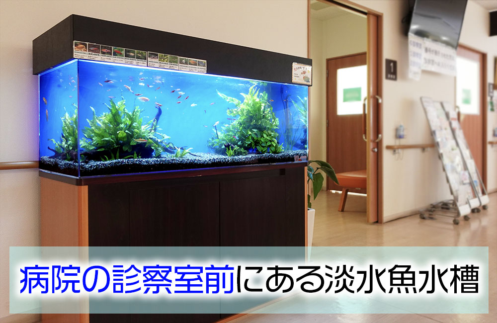 病院様の診察室前にある120cm淡水魚水槽メンテナンス事例・その後