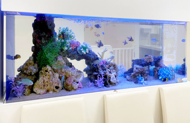 歯科クリニック様の特注海水水槽のその後！定期メンテナンス事例 水槽画像４