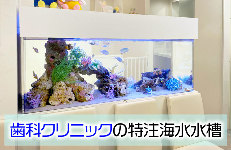 歯科クリニック様の特注海水水槽のその後！定期メンテナンス事例 水槽画像１