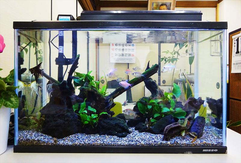流木とアヌビアス類を配置した熱帯魚水槽のレイアウト