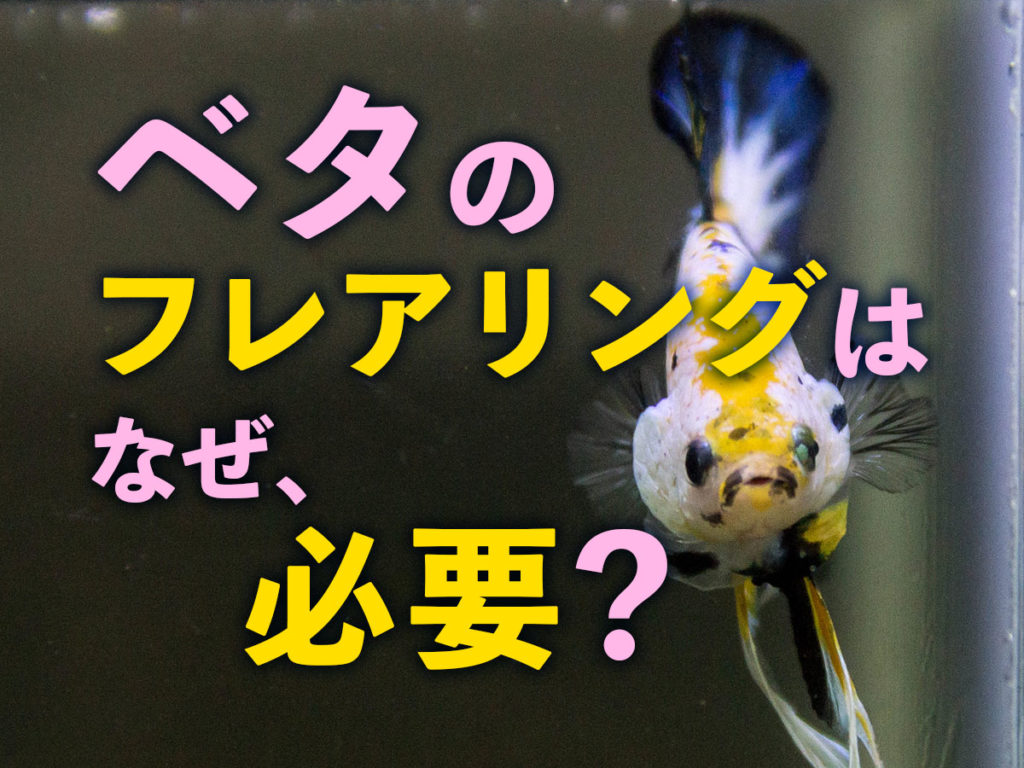 ベタのフレアリングはなぜ必要？行うメリットと適切な方法を解説！のサムネイル画像