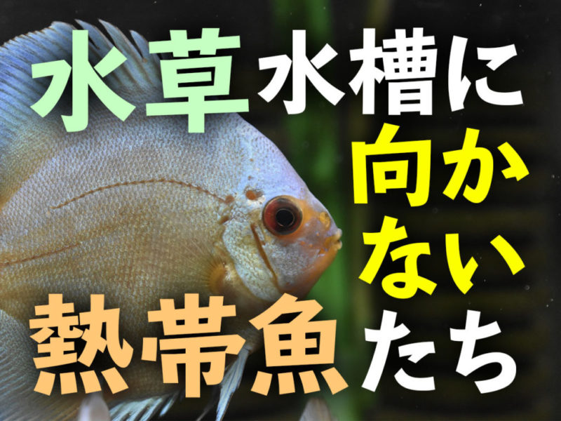 水草水槽に向かない熱帯魚たちの文字とディスカスの画像
